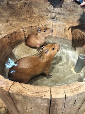 おさるランド＆アニタウン　日光さる軍団劇場に投稿された画像（2024/5/29）