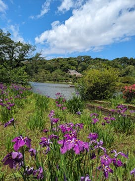 三溪園に投稿された画像（2024/5/29）