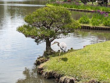 三溪園に投稿された画像（2024/5/29）