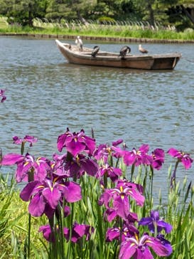 三溪園に投稿された画像（2024/5/29）