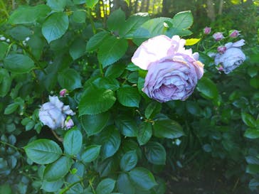 浜名湖花博2024に投稿された画像（2024/5/29）