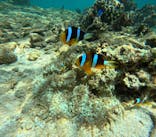 沖縄マリンサービス碧に投稿された画像（2024/5/29）