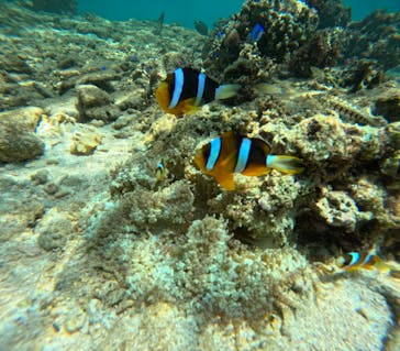 沖縄マリンサービス碧に投稿された画像（2024/5/29）