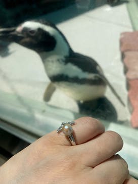 しながわ水族館に投稿された画像（2024/5/29）