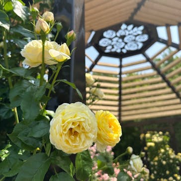 ぎふワールド・ローズガーデンに投稿された画像（2024/5/29）