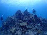 カマンタダイビングクラブに投稿された画像（2024/5/29）