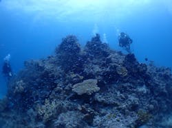 カマンタダイビングクラブに投稿された画像（2024/5/29）