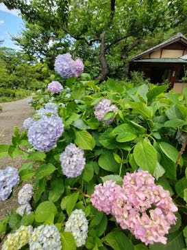 三溪園に投稿された画像（2024/5/29）