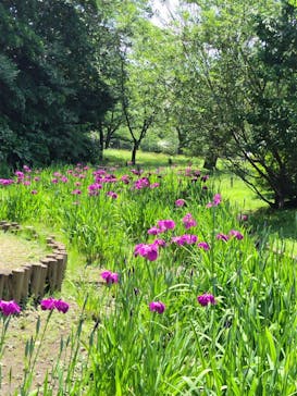 三溪園に投稿された画像（2024/5/29）