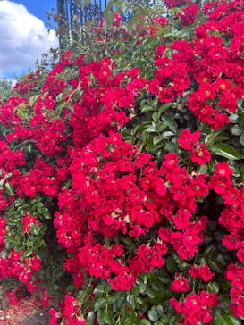 京成バラ園に投稿された画像（2024/5/29）