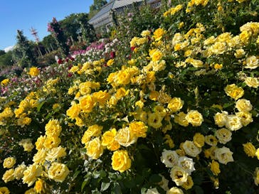 京成バラ園に投稿された画像（2024/5/29）