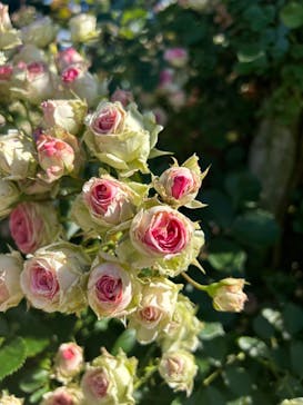 京成バラ園に投稿された画像（2024/5/29）