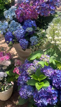 横浜イングリッシュガーデンに投稿された画像（2024/5/29）