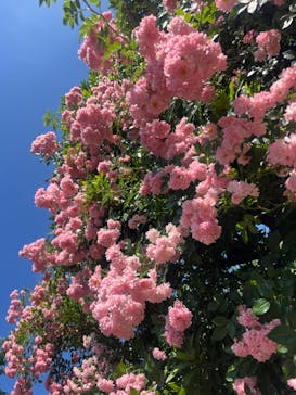 横浜イングリッシュガーデンに投稿された画像（2024/5/29）