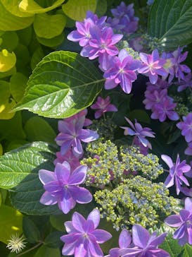 横浜イングリッシュガーデンに投稿された画像（2024/5/29）