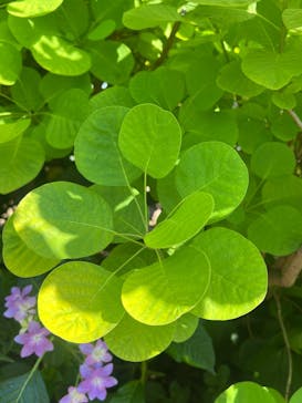 横浜イングリッシュガーデンに投稿された画像（2024/5/29）