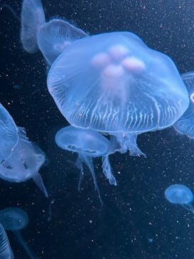 AOAO SAPPOROに投稿された画像（2024/5/29）