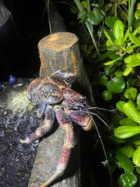 宮古島 ADVENTURE PiPi（ミヤコジマ アドベンチャー ピピ）に投稿された画像（2024/5/29）