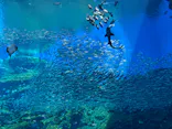 仙台うみの杜水族館に投稿された画像（2024/5/30）