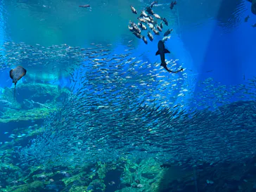 仙台うみの杜水族館に投稿された画像（2024/5/29）