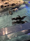 すみだ水族館に投稿された画像（2024/5/30）