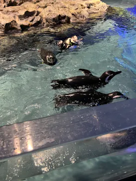 すみだ水族館に投稿された画像（2024/5/29）