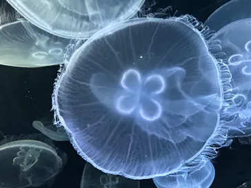 仙台うみの杜水族館に投稿された画像（2024/5/30）