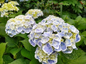 横浜イングリッシュガーデンに投稿された画像（2024/5/30）