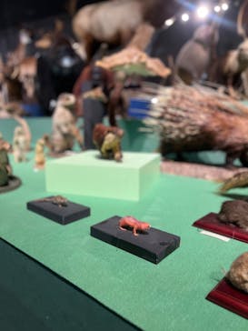 特別展「大哺乳類展３－わけてつなげて大行進」に投稿された画像（2024/5/30）