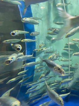 名古屋港水族館に投稿された画像（2024/5/30）