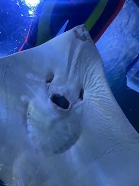 名古屋港水族館に投稿された画像（2024/5/30）