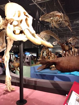 特別展「大哺乳類展３－わけてつなげて大行進」に投稿された画像（2024/5/30）