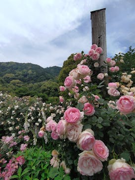 ACAO FORESTに投稿された画像（2024/5/30）