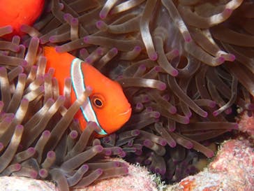 マリンショップtaitaiに投稿された画像（2024/5/30）