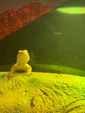 NARA KINGYO MUSEUMに投稿された画像（2024/5/30）