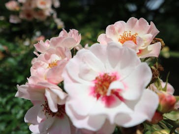 京成バラ園に投稿された画像（2024/5/30）