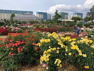 京成バラ園に投稿された画像（2024/5/30）