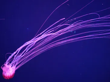 すみだ水族館に投稿された画像（2024/5/30）