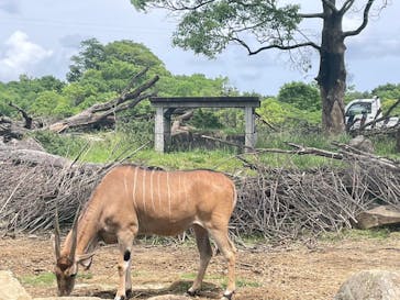よこはま動物園ズーラシアに投稿された画像（2024/5/30）