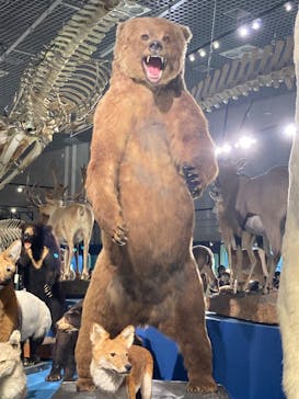 特別展「大哺乳類展３－わけてつなげて大行進」に投稿された画像（2024/5/30）