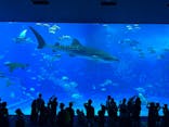 沖縄美ら海水族館に投稿された画像（2024/5/30）