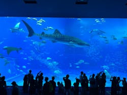 沖縄美ら海水族館に投稿された画像（2024/5/30）