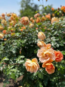 EnglishGardenローザンベリー多和田に投稿された画像（2024/5/25）