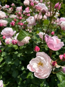 EnglishGardenローザンベリー多和田に投稿された画像（2024/5/25）