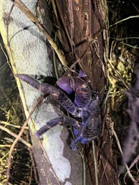 宮古島 ADVENTURE PiPi（ミヤコジマ アドベンチャー ピピ）に投稿された画像（2024/5/30）