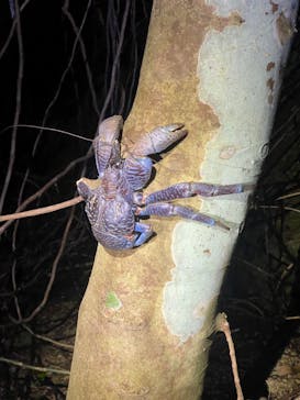 宮古島 ADVENTURE PiPi（ミヤコジマ アドベンチャー ピピ）に投稿された画像（2024/5/30）