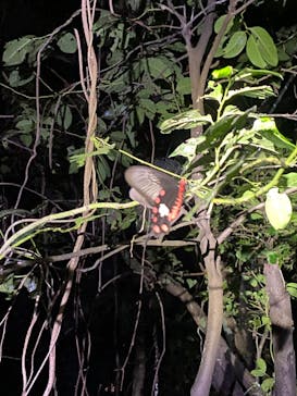 宮古島 ADVENTURE PiPi（ミヤコジマ アドベンチャー ピピ）に投稿された画像（2024/5/30）