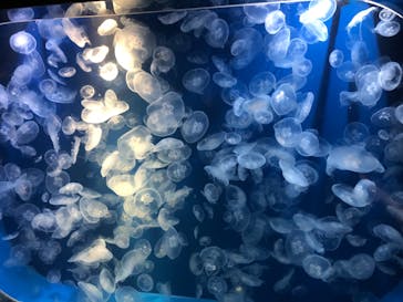 鴨川シーワールドに投稿された画像（2024/5/30）