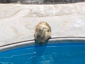 鴨川シーワールドに投稿された画像（2024/5/30）
