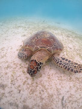 初心者専門宮古島シュノーケリングツアーに投稿された画像（2024/5/31）